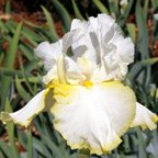 Olympic Rings - reblooming tall bearded Iris