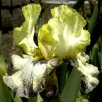 Ominous Stranger - fragrant reblooming tall bearded Iris
