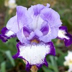 On Edge - tall bearded Iris