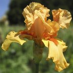 Orange Blossom Special - tall bearded Iris