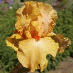 Orange Harvest - fragrant reblooming tall bearded Iris