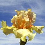 Orange Jewelius - tall bearded Iris