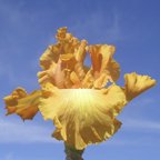 Orange Jubilee - tall bearded Iris