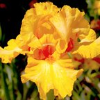 Orange Pop - fragrant Border bearded Iris