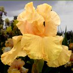 Orange Popsicle - fragrant reblooming tall bearded Iris