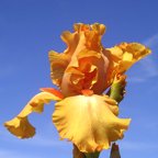 Orange Pride - fragrant tall bearded Iris