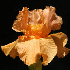 Orange Slices - tall bearded Iris