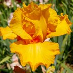 Orange Surprise - reblooming tall bearded Iris