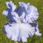 Oregon Skies - tall bearded Iris