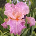 Oriental Design - tall bearded Iris