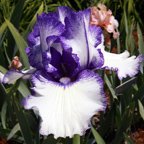 Orinoco Flow - fragrant Border bearded Iris