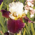 Osaka - tall bearded Iris