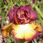 Ostentatious - tall bearded Iris