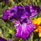 Out of Control - fragrant tall bearded Iris