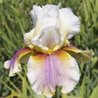 Over the Rainbow - fragrant Border bearded Iris
