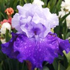 Overnight Sensation - tall bearded Iris