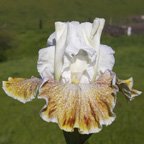 Owyhee Desert - fragrant tall bearded Iris