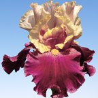 P. T. Barnum - tall bearded Iris