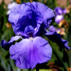 Pacific Panorama - tall bearded Iris