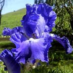 Pacific Tide - reblooming tall bearded Iris