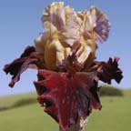 Pagan Mirth - tall bearded Iris