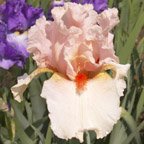 Pagan Pink - tall bearded Iris