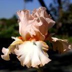 Pagan's Maiden - fragrant tall bearded Iris