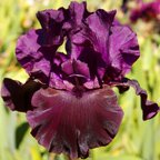 Paint It Black - reblooming tall bearded Iris