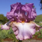 Painted Clouds - tall bearded Iris