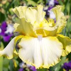 Painted Porcelain - tall bearded Iris