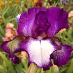 Palace Gossip - tall bearded Iris