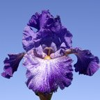 Palm Reader - tall bearded Iris