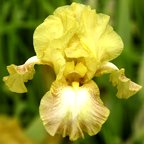 Palo Pinto - reblooming tall bearded Iris
