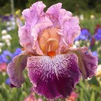 Panama Hattie - tall bearded Iris