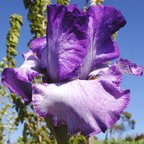Pandora's Perfecta - tall bearded Iris