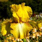 Panocha - tall bearded Iris