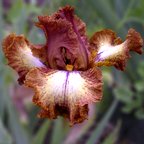 Parquet Lady - fragrant Border bearded Iris