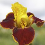 Pass The Shades - fragrant tall bearded Iris