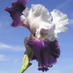 Pass The Wine - reblooming tall bearded Iris