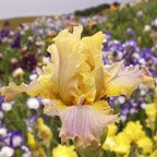 Passion Flower - tall bearded Iris