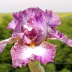 Patterns - tall bearded Iris
