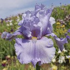 Peaceful Persuasion - fragrant tall bearded Iris