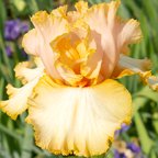 Peach Bisque - tall bearded Iris