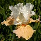 Peach Petals - Border bearded Iris