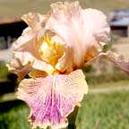Peach Royale - tall bearded Iris
