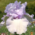 Pearl of Lavender - tall bearded Iris