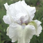 Pearls of Autumn - reblooming tall bearded Iris