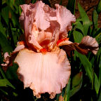 Peggy Sue - fragrant reblooming tall bearded Iris
