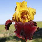 Peking Summer - tall bearded Iris