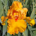 Penny Lane - fragrant tall bearded Iris